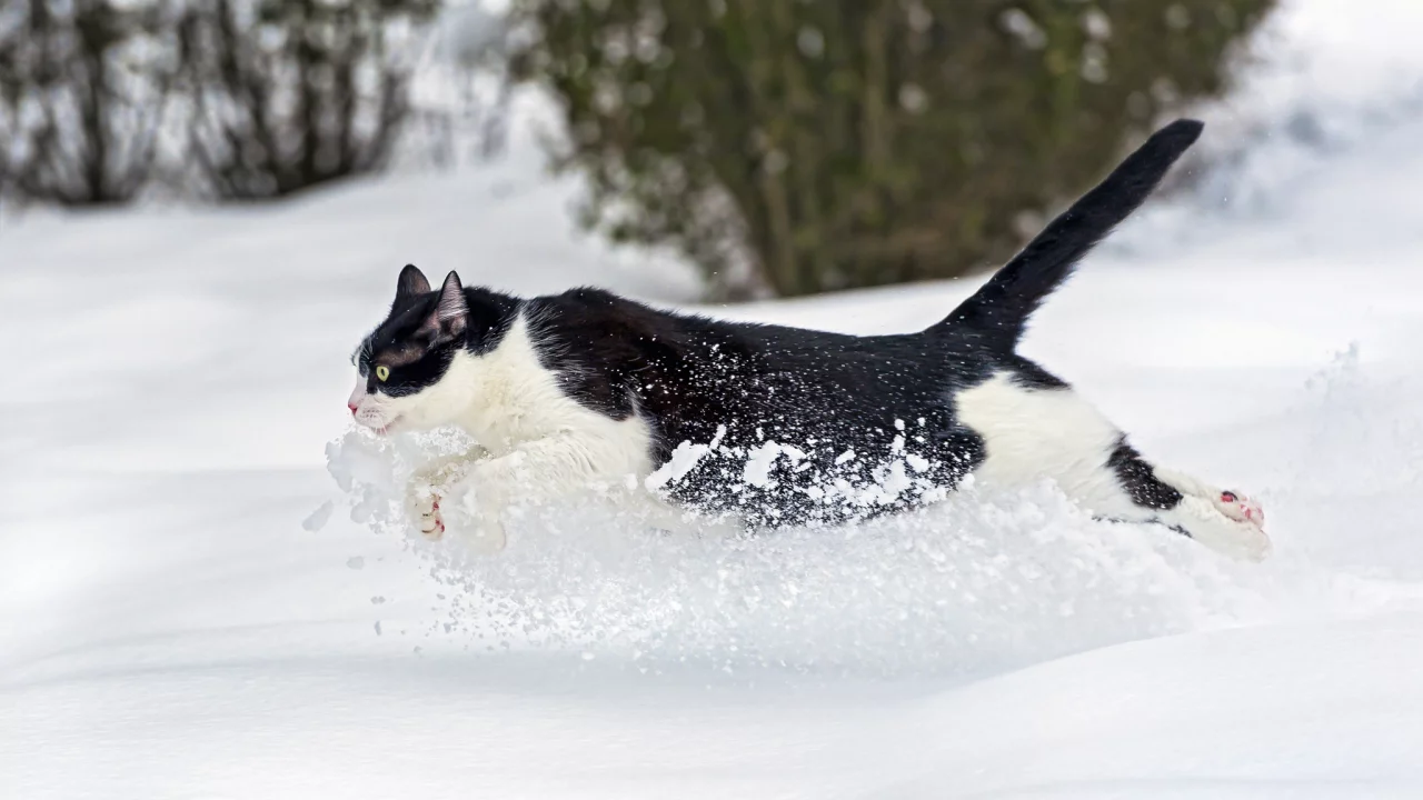 кошка, кот, бежит, зима, снег, ctambako the jaguar
