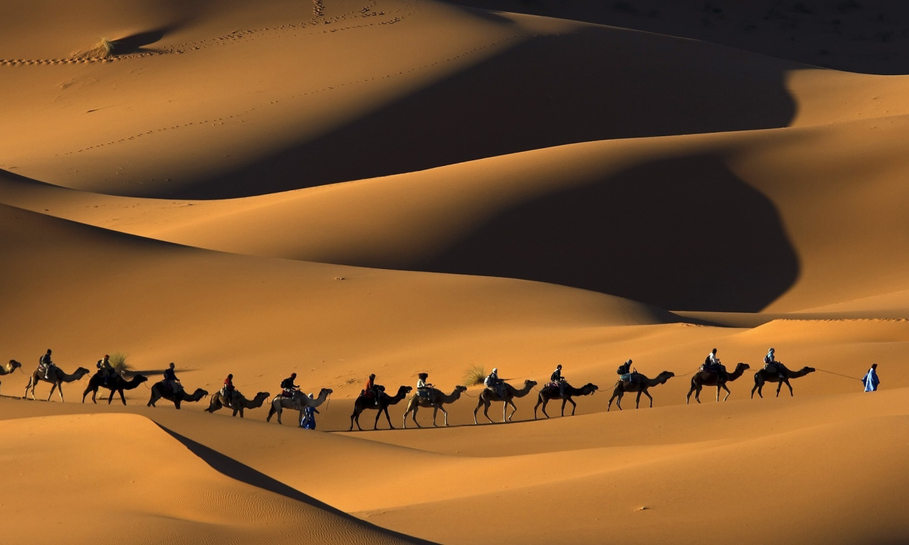 сахара, пески, природа, верблюды, пустыня, караван