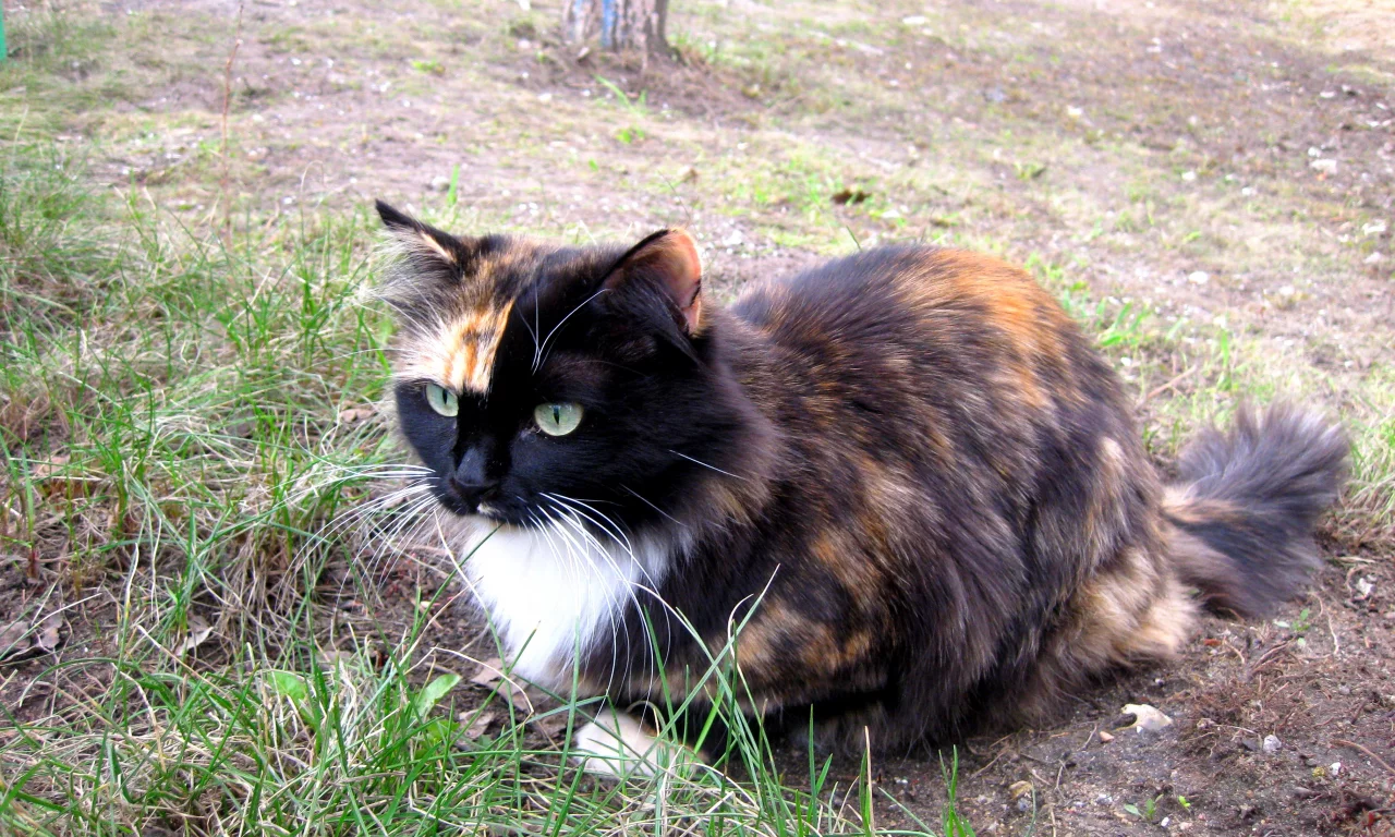 кошка, красавица