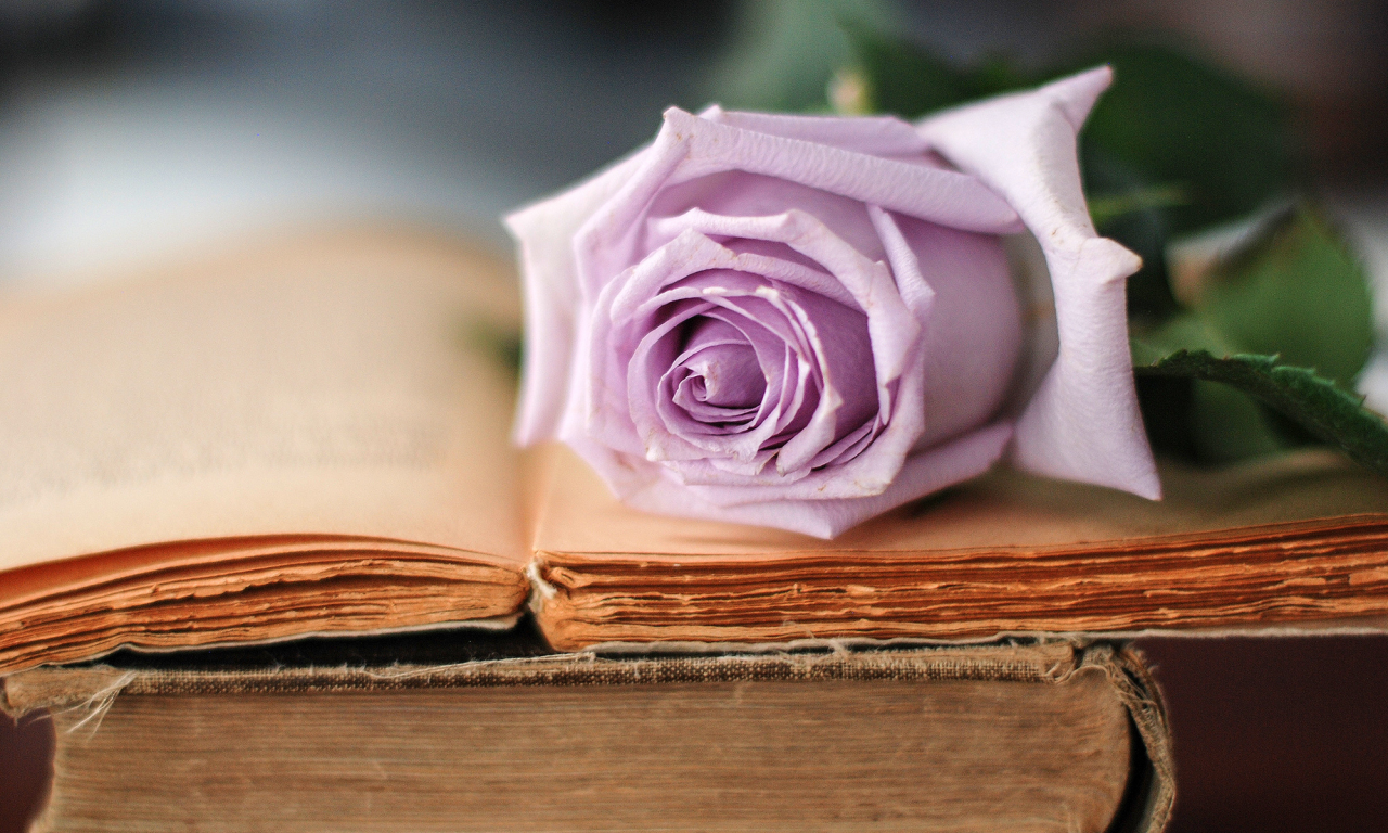 сиреневый, цветок, роза, старые, книги, лепестки