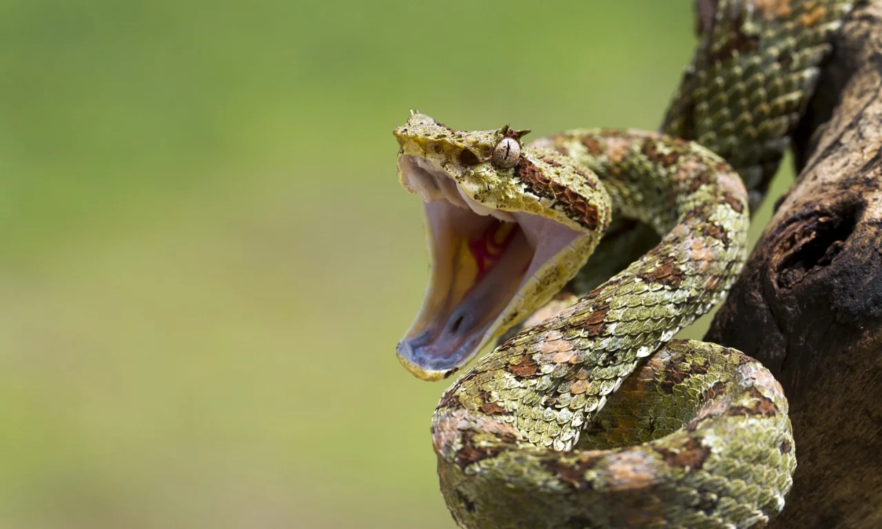 eye, reptile, mouth, snakes, branch