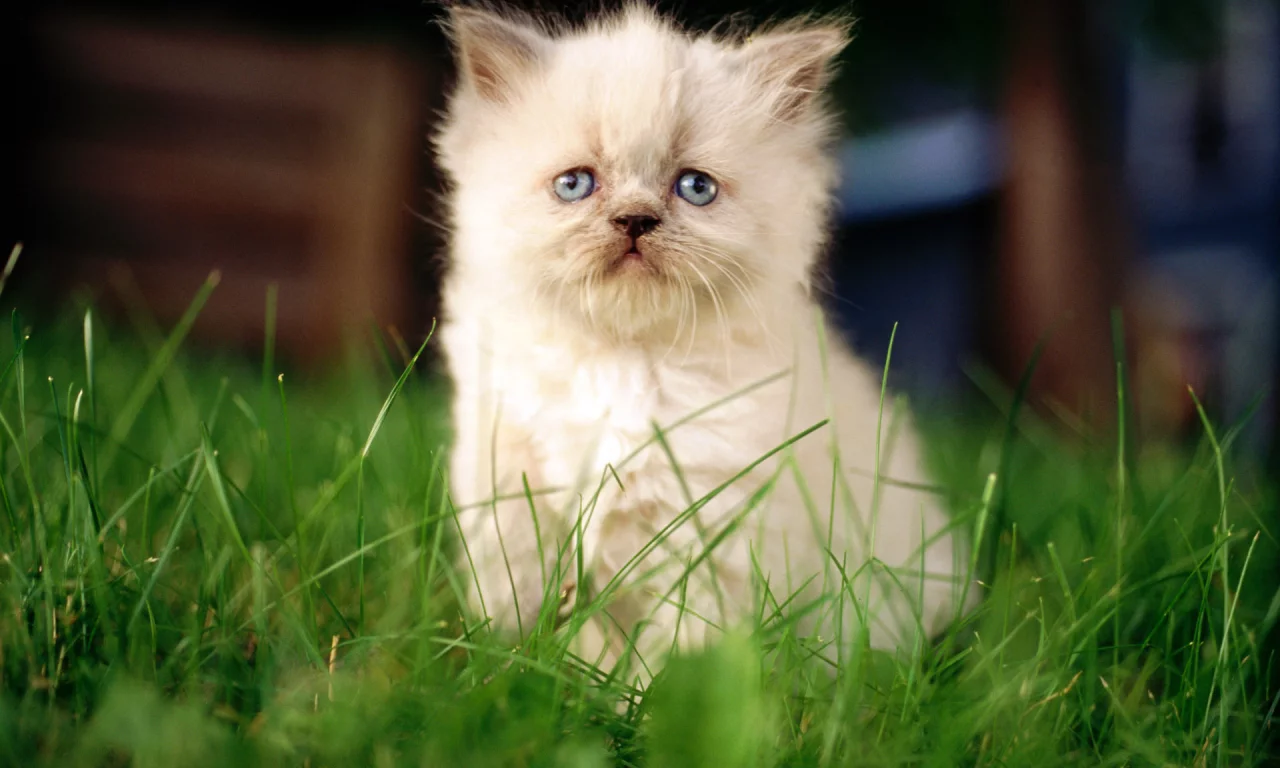 белый, котенок, cat, кошка, кот, фон, макро, сидит