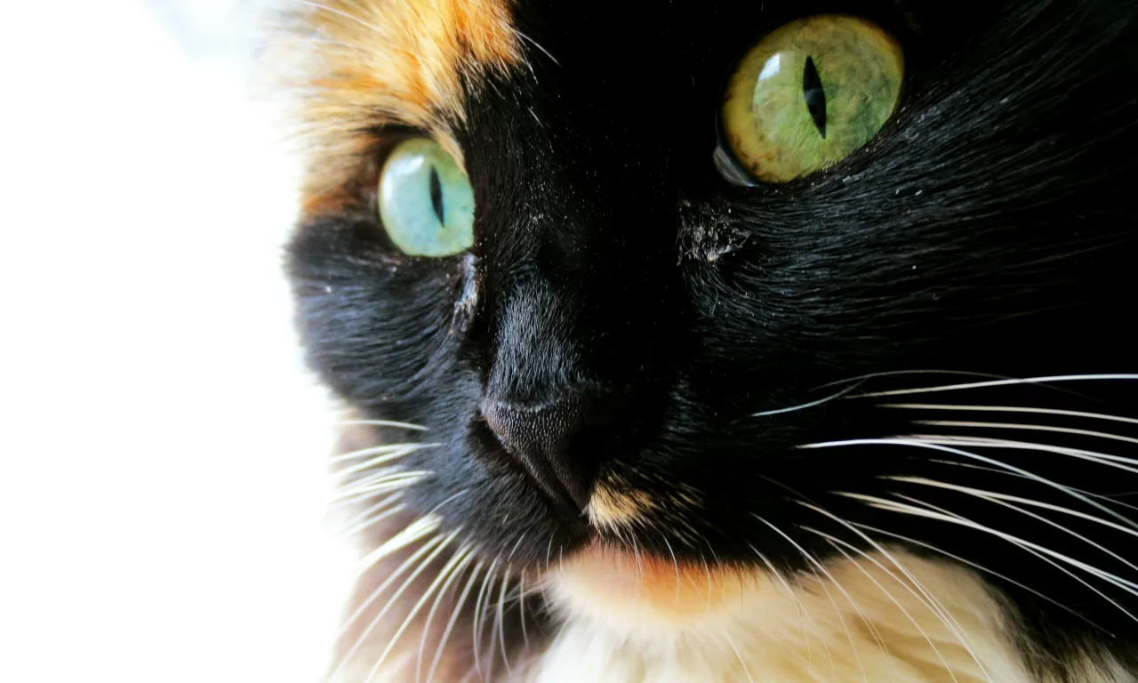 кошка, красавица