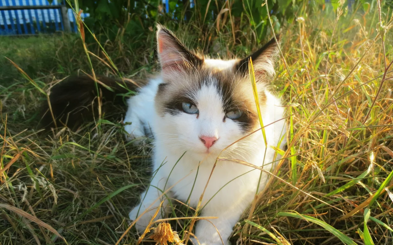 кошка, красавица