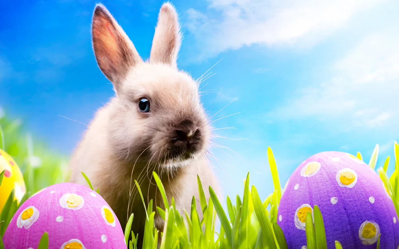 blue sky, spring, meadow, пасха, easter, кролик, rabbit, grass, sunshine, eggs, bunny