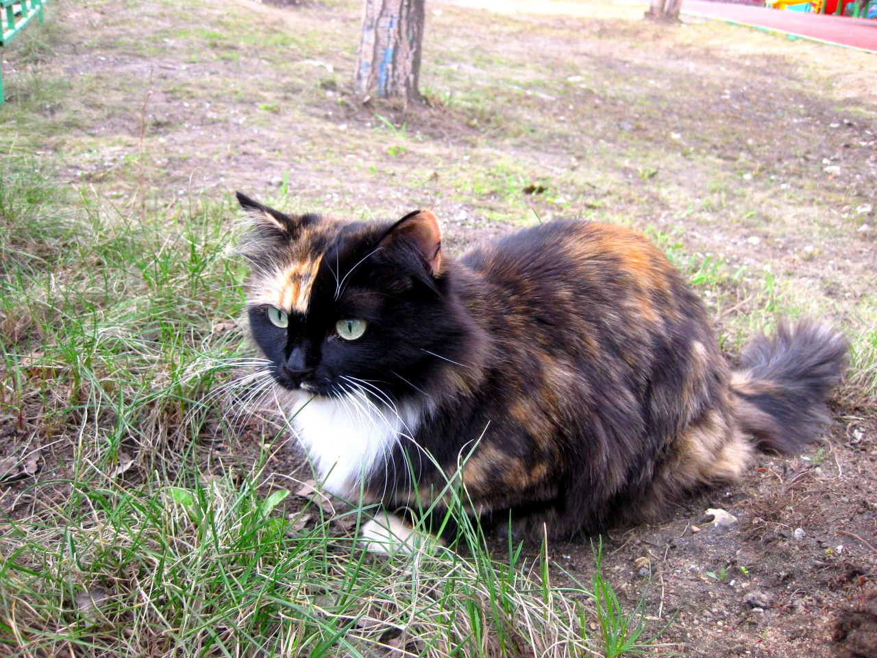 кошка, красавица