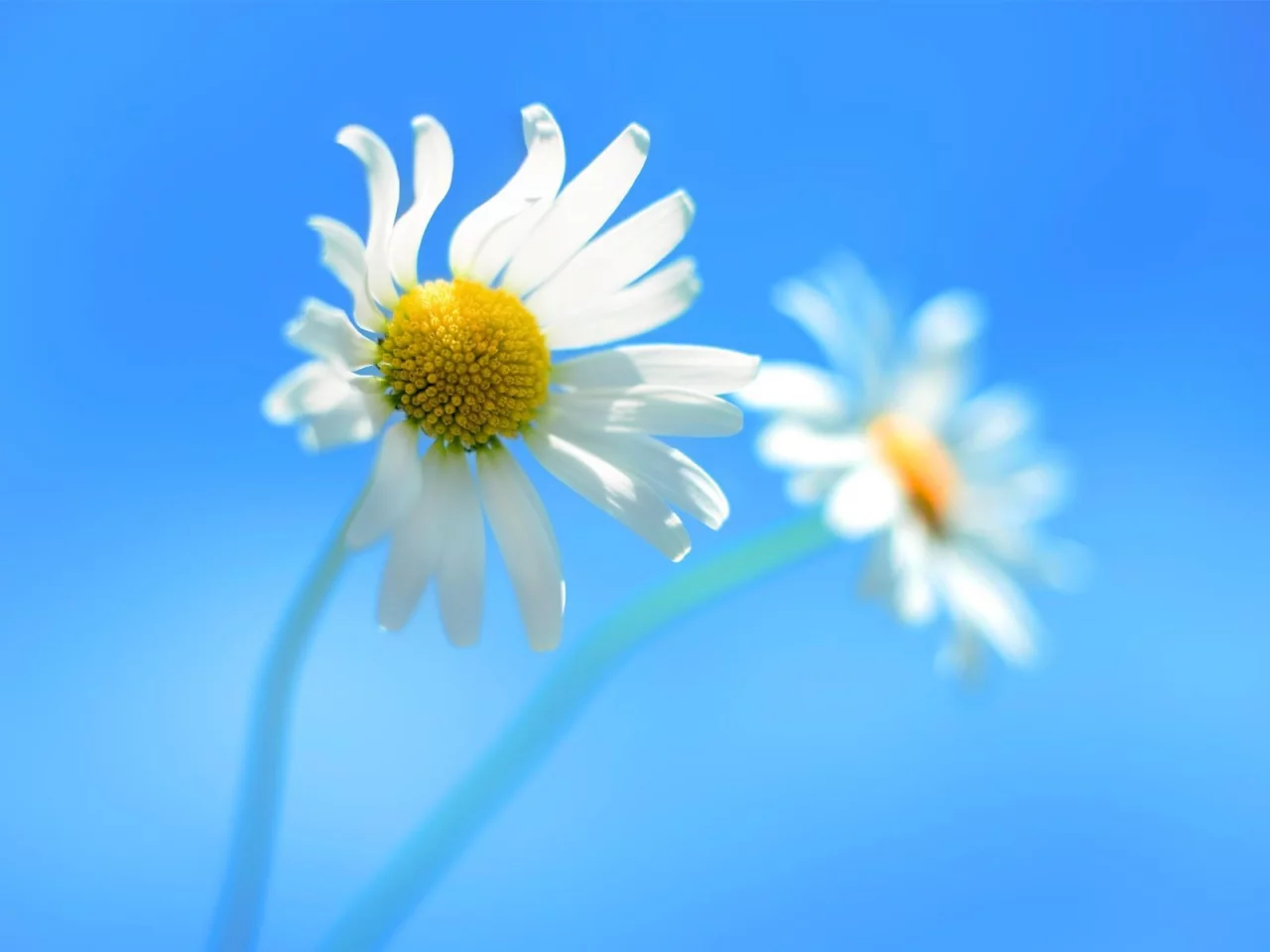 ромашки, цветы, windows_8