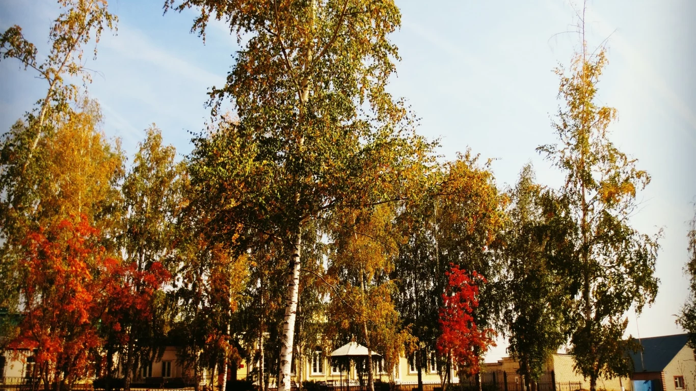 Дерево, осень