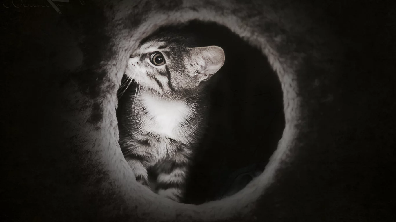 темно, милый, киска, таинственный, котик, котенок, cat