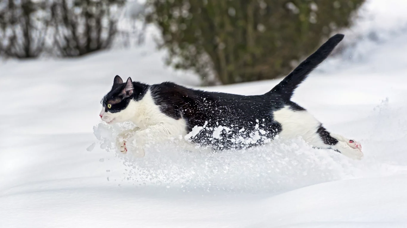 кошка, кот, бежит, зима, снег, ctambako the jaguar