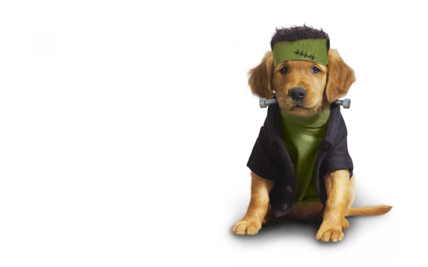 dog, щенок, одежда, clothing, animals