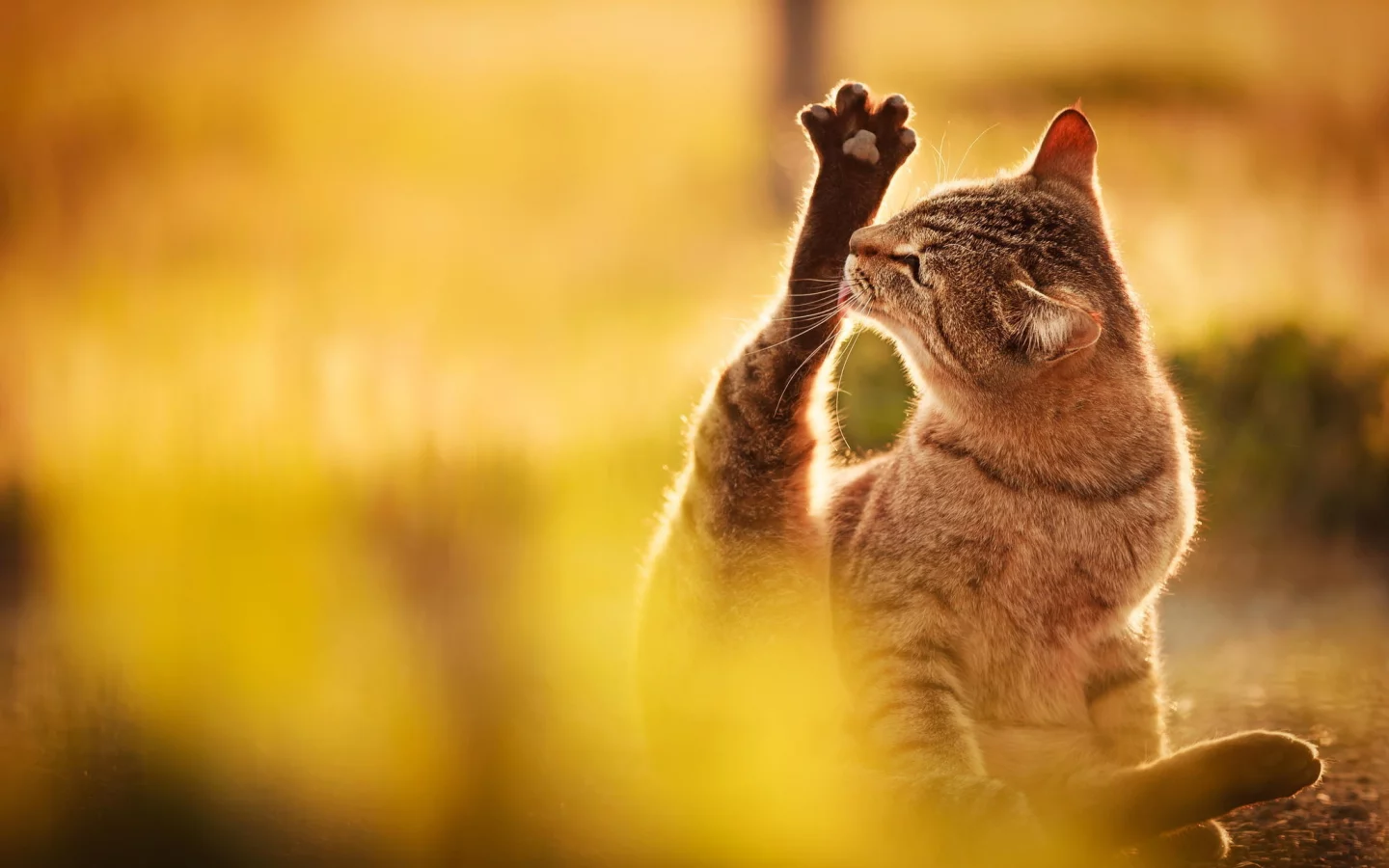 кот, природа, свет, облизывает, сидит, лапа, кошка, серый
