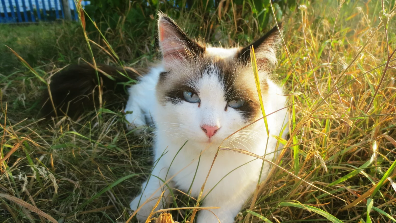 кошка, красавица