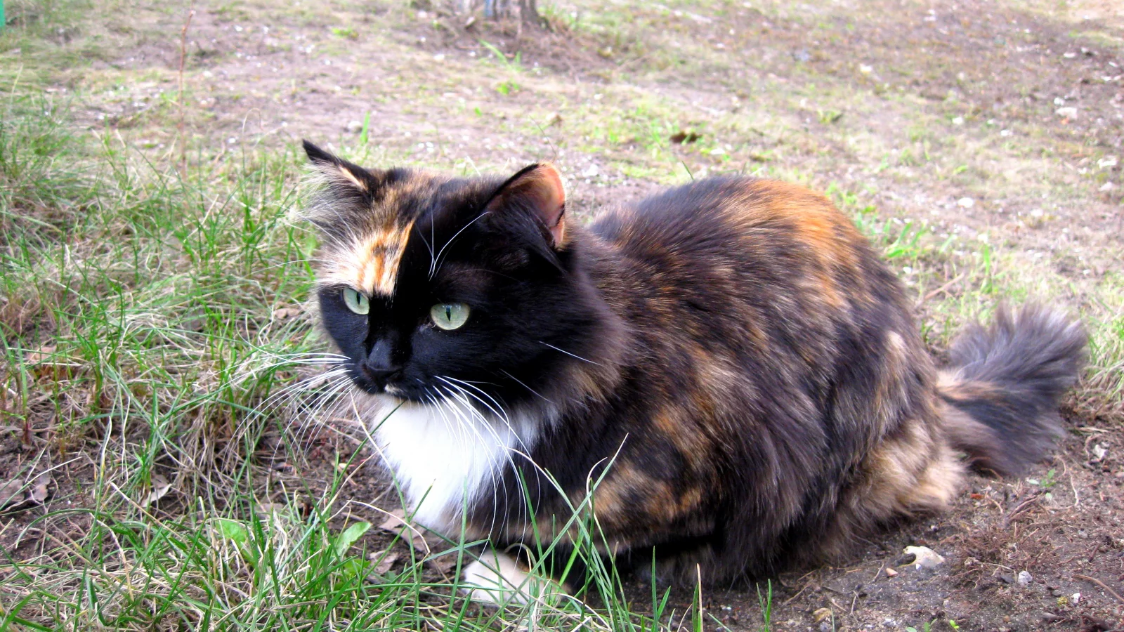 кошка, красавица