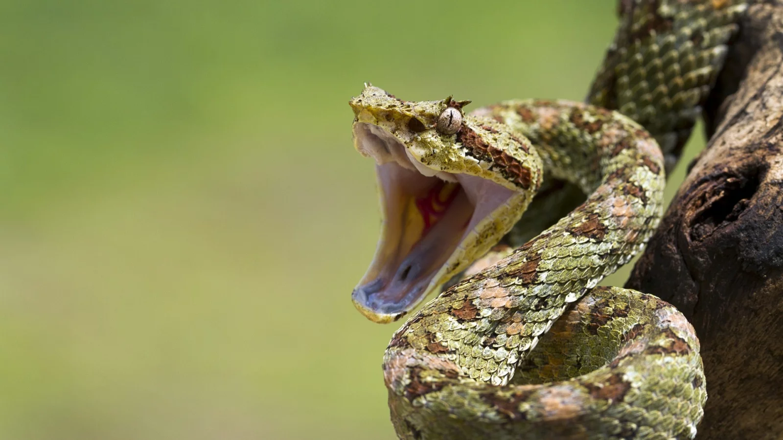 eye, reptile, mouth, snakes, branch