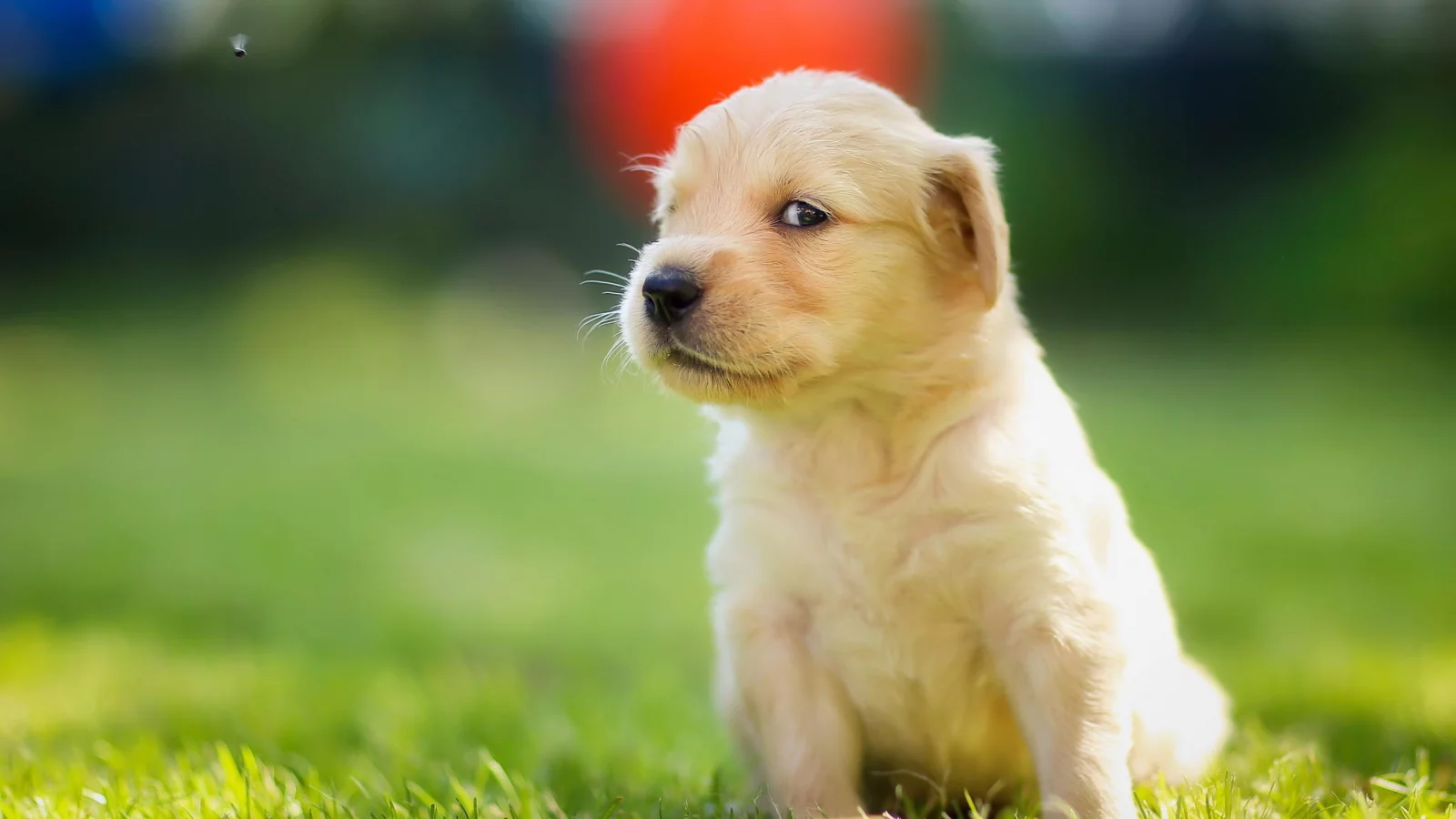 golden retriever, взгляд, мордашка, щенок, муха