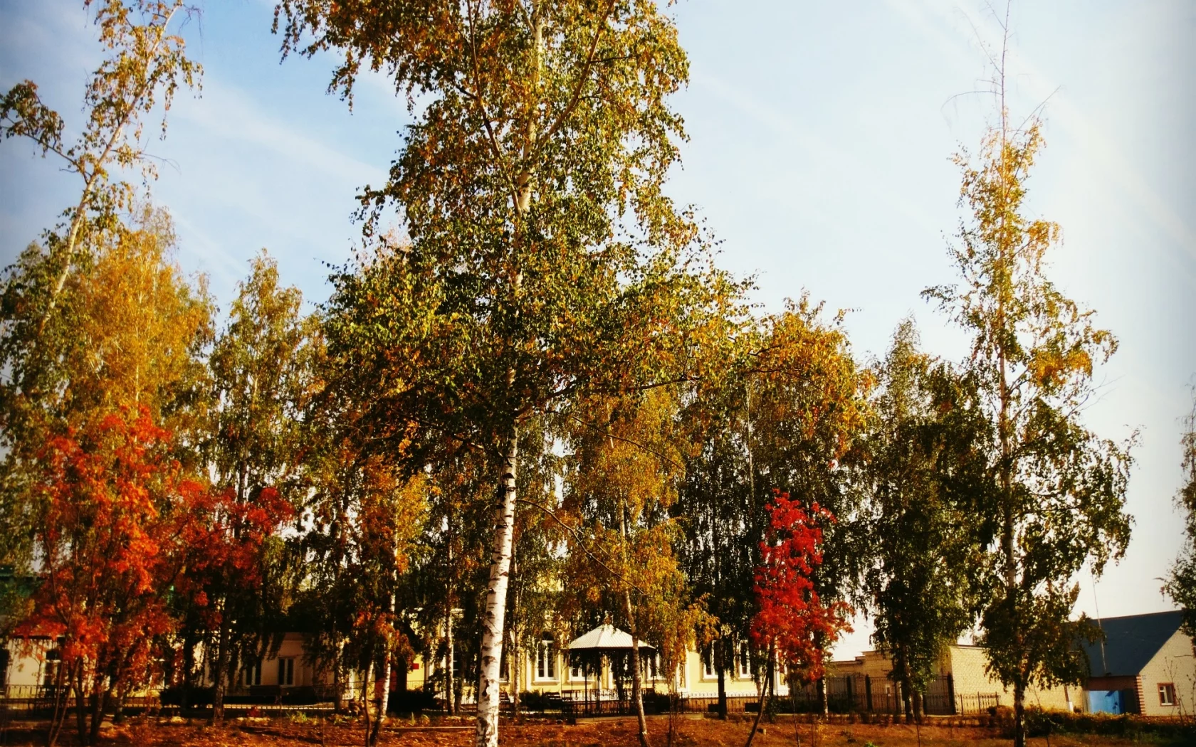 Дерево, осень