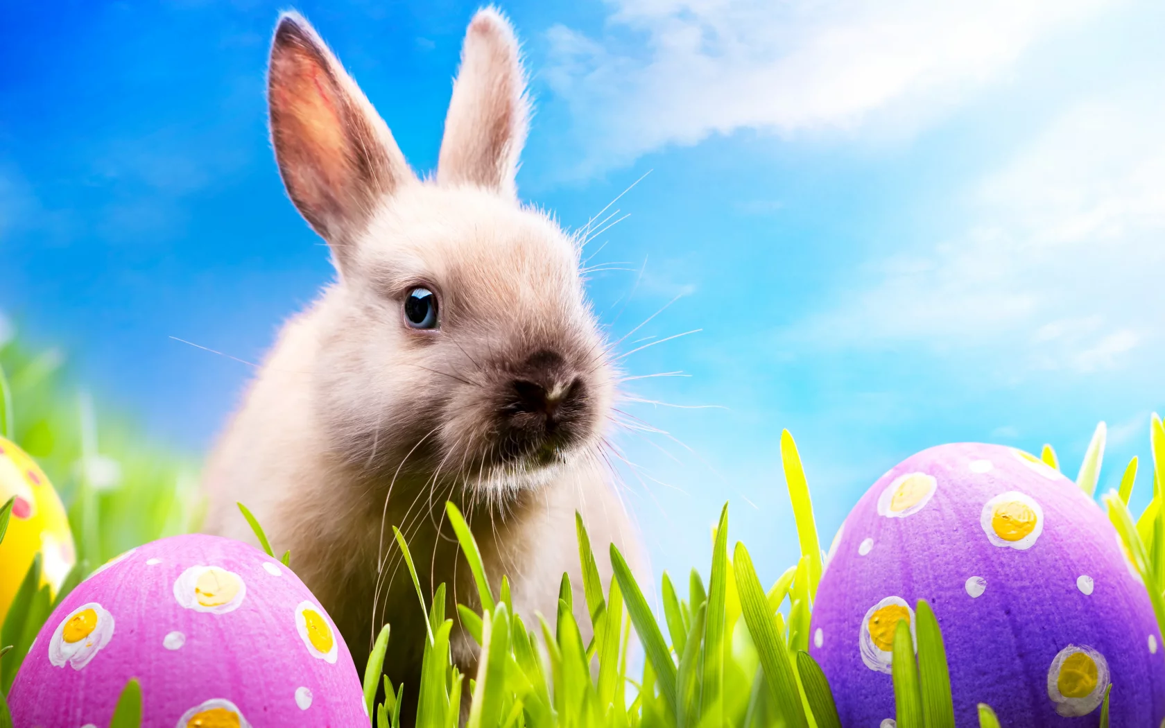 blue sky, spring, meadow, пасха, easter, кролик, rabbit, grass, sunshine, eggs, bunny