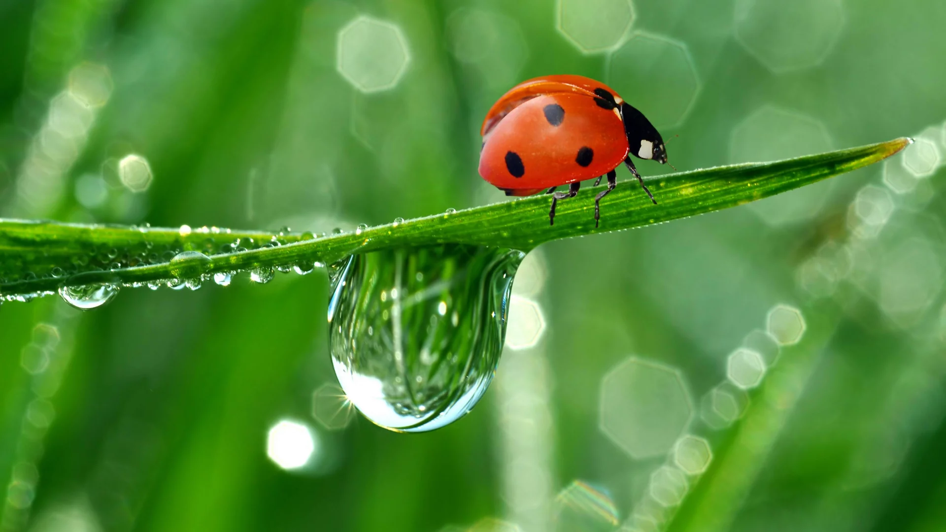 роса, капли, божья коровка, природа, отражение, ползет