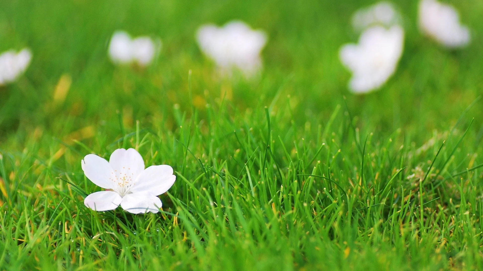 зелень, цветок, цветочек, flower, белый, фон, цветы, трава