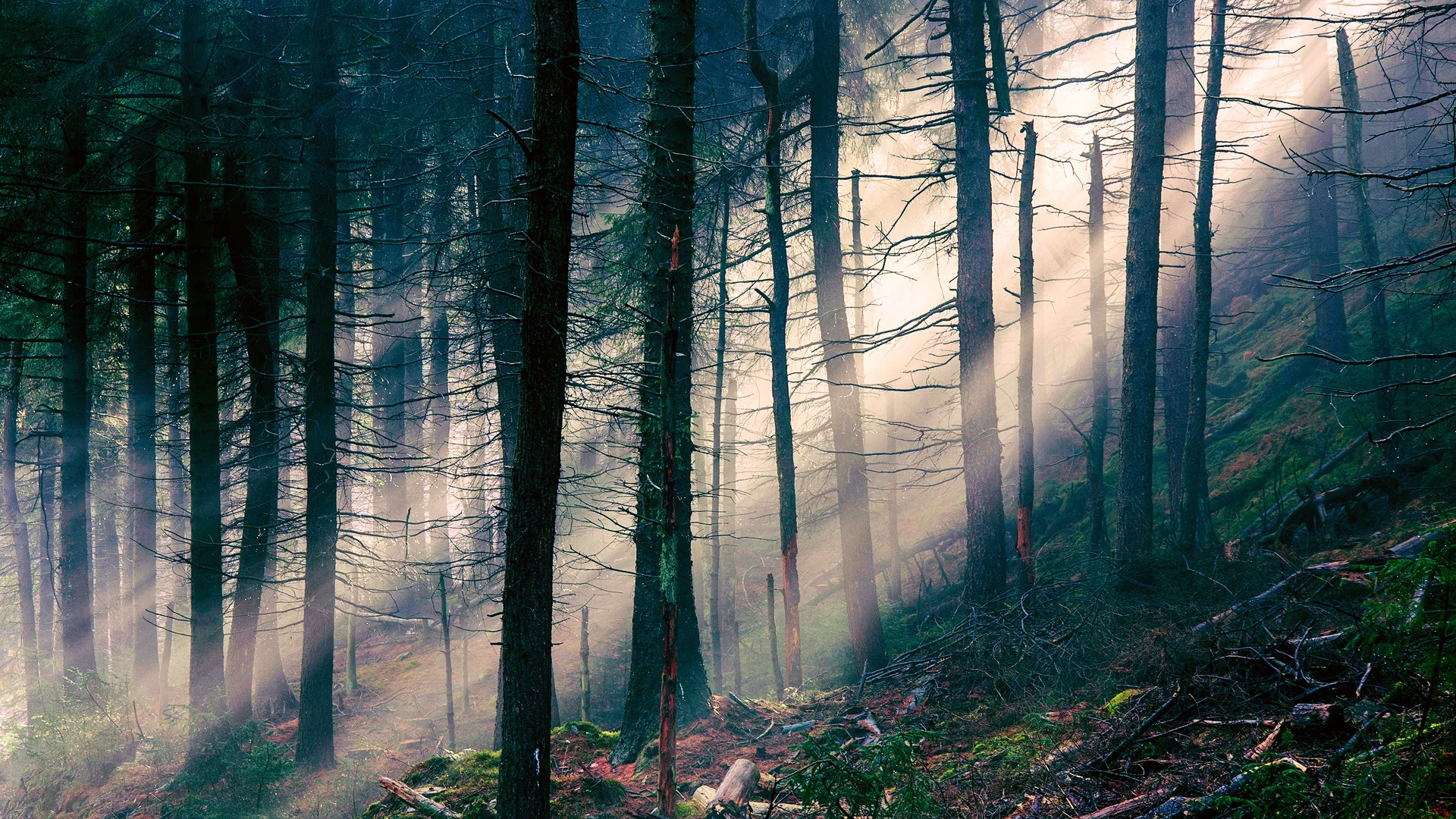 свет, лес, лучи, природа, деревья