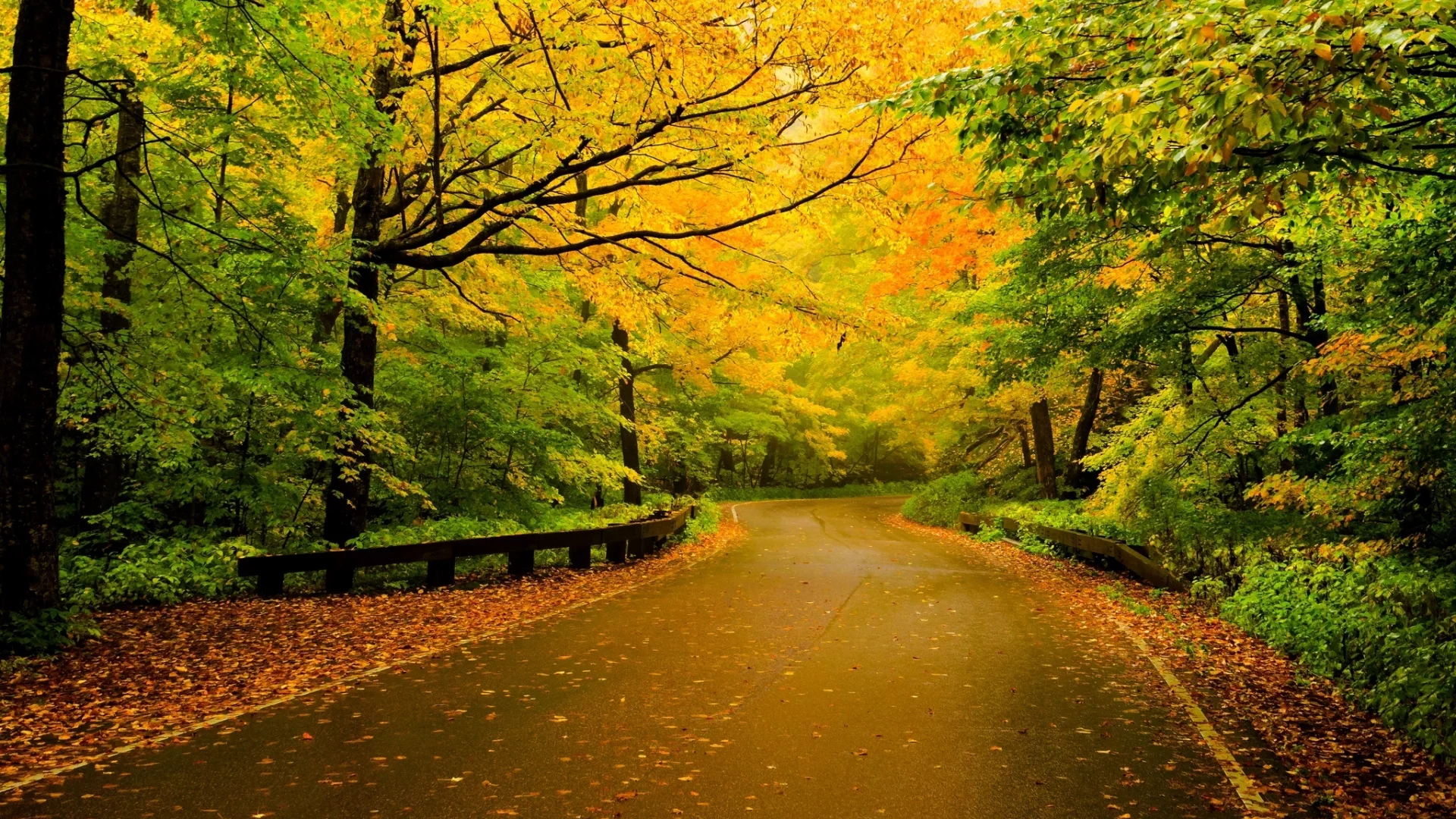 walk, forest, fall, autumn, path, trees, colors, leaves, nature, road, листья, colorful