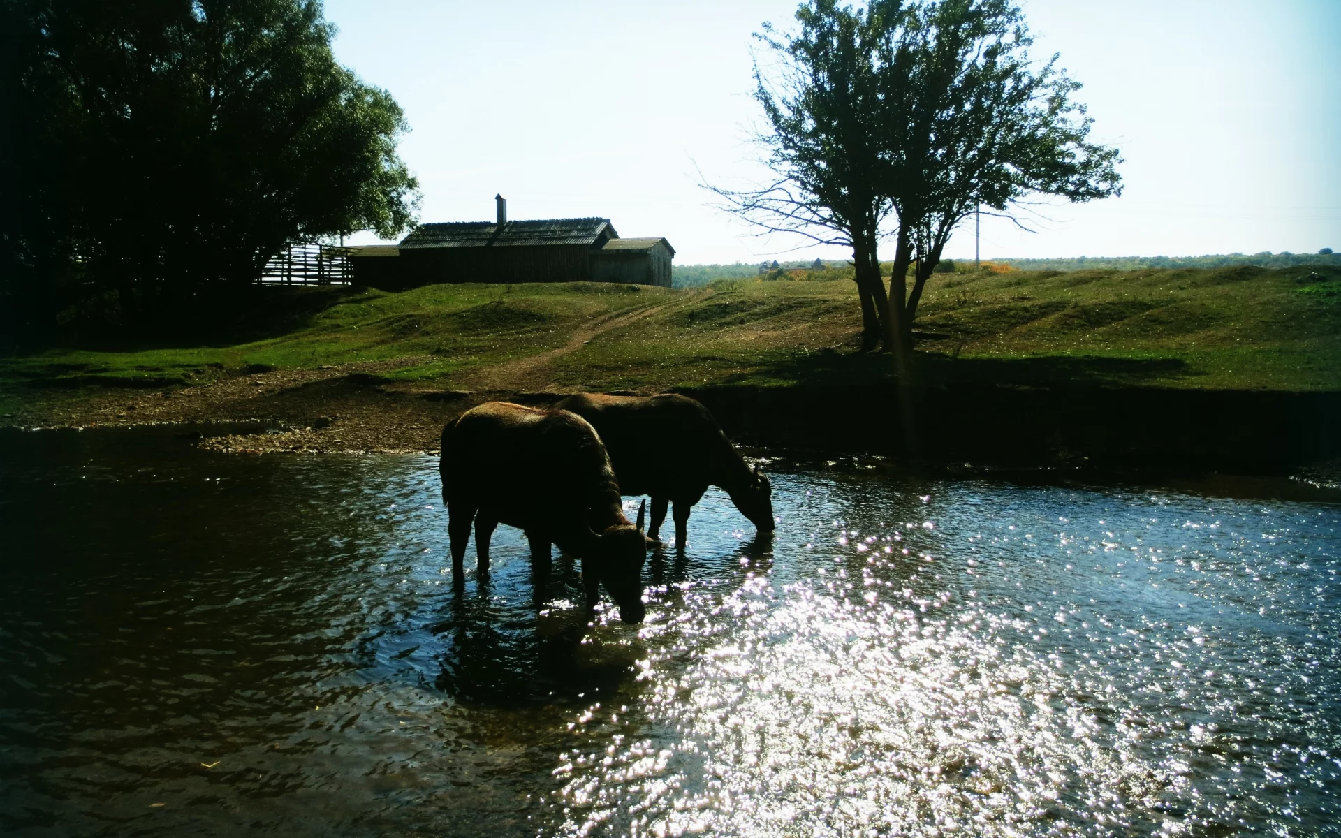 Вода, животные
