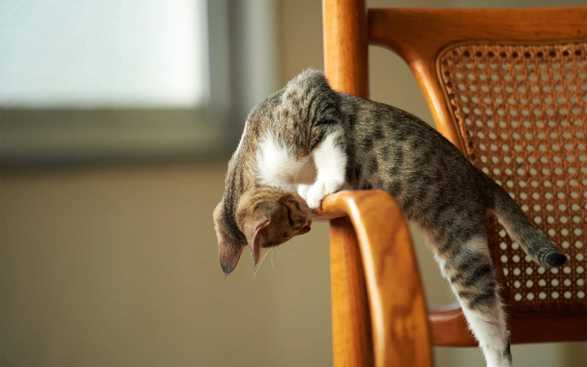 стул, игра, котенок, внимание
