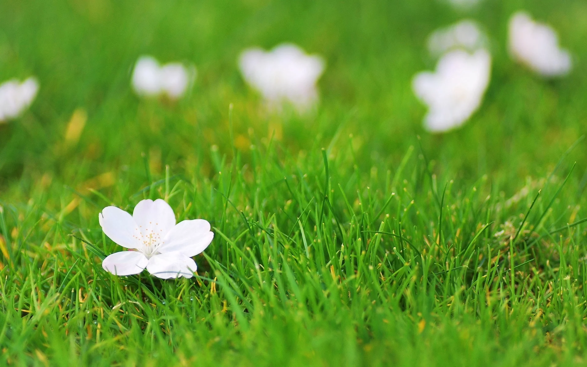 зелень, цветок, цветочек, flower, белый, фон, цветы, трава
