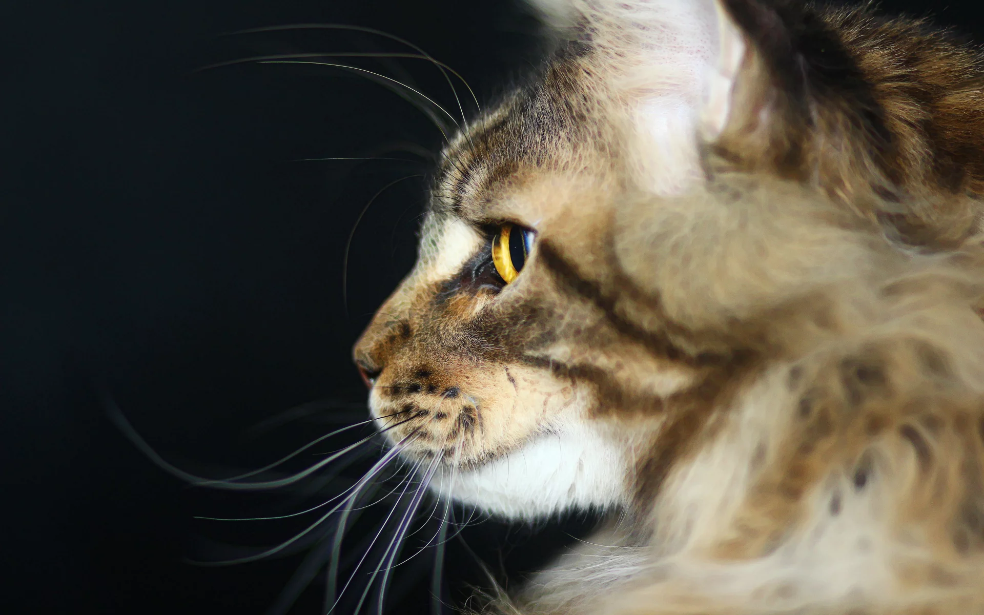 хищник, котик, мейн-кун, кот