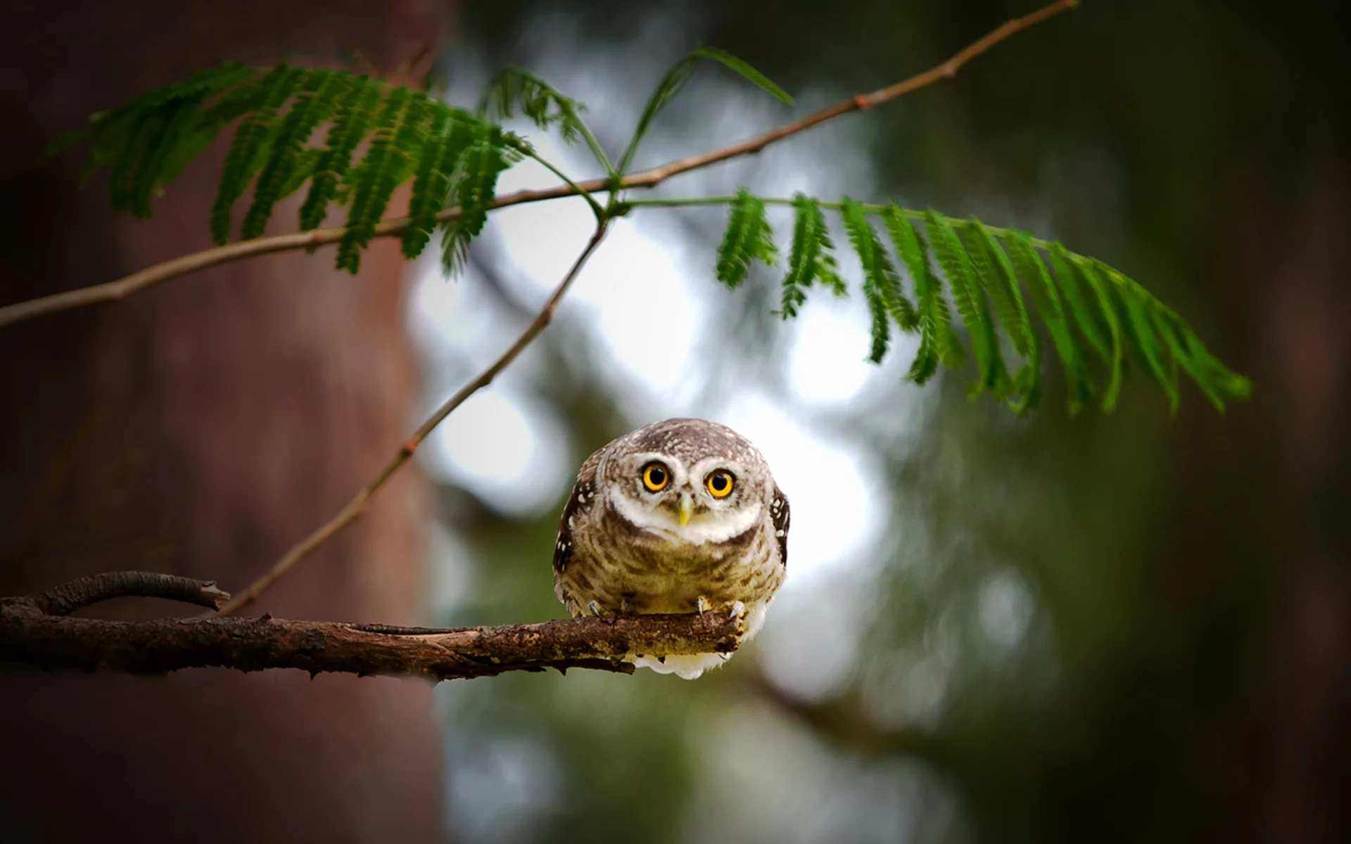 сова, сыч, листья, owl, взгляд, дерево, природа, bird, ветка
