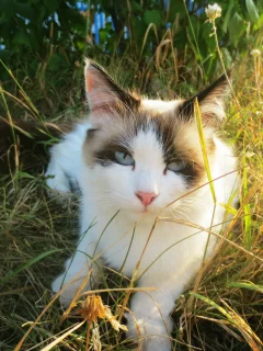 кошка, красавица