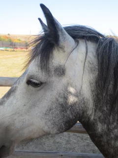 лошадь, серая