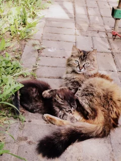 кошка, котёнок