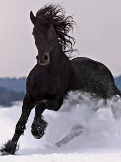 лошадь, снег, норов