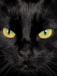 глаза, черный кот, взгляд