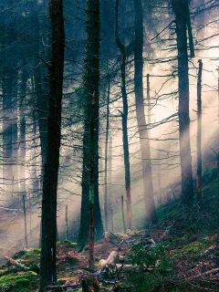 свет, лес, лучи, природа, деревья