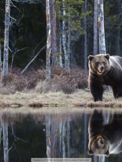 медведь, в росии