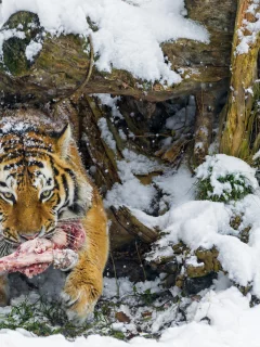 большая кошка, амурский тигр, зима, хищник, снег, кость