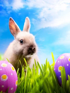 blue sky, spring, meadow, пасха, easter, кролик, rabbit, grass, sunshine, eggs, bunny