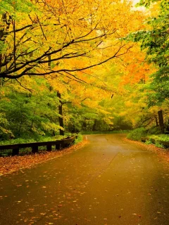 walk, forest, fall, autumn, path, trees, colors, leaves, nature, road, листья, colorful