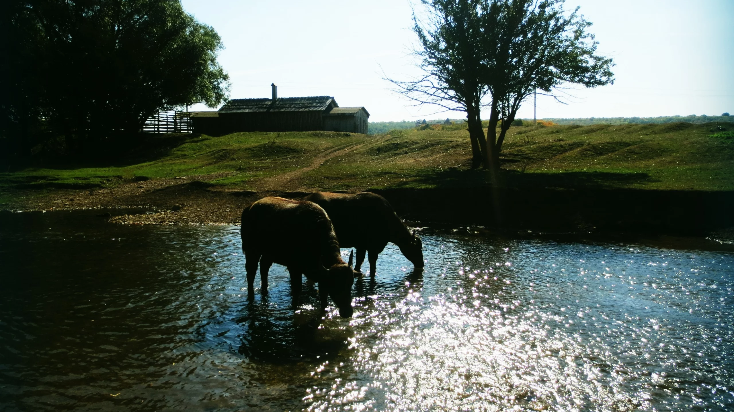 Вода, животные