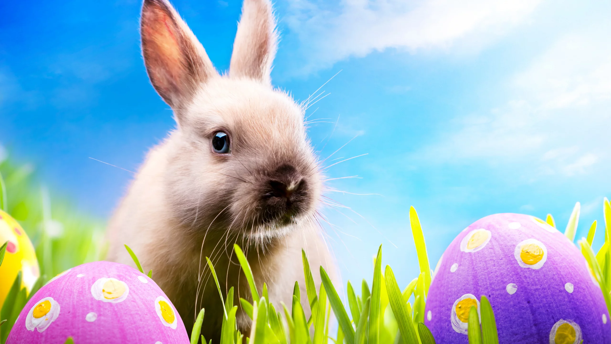 blue sky, spring, meadow, пасха, easter, кролик, rabbit, grass, sunshine, eggs, bunny