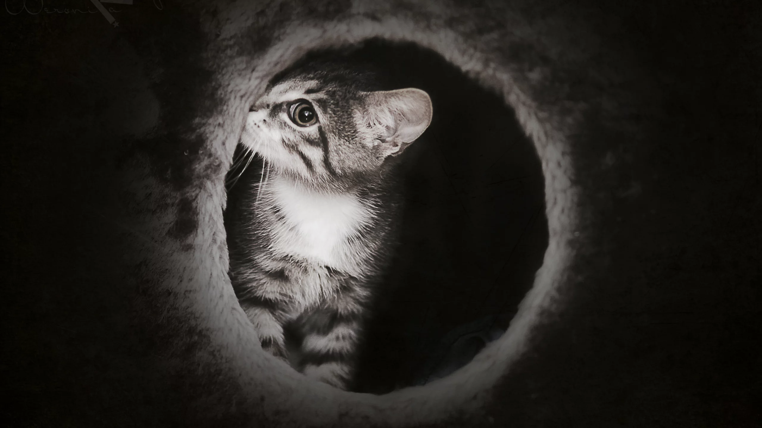 темно, милый, киска, таинственный, котик, котенок, cat