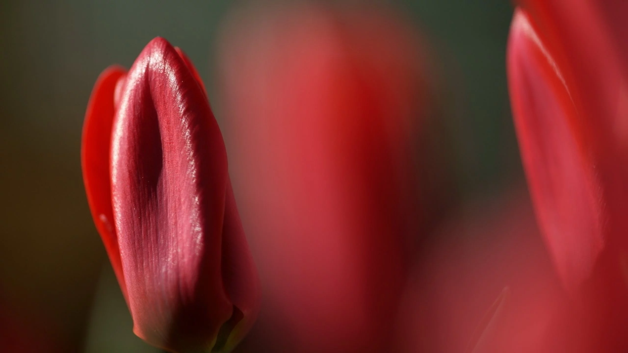 тюльпаны, цветы, природа, tulips, flower, nature, red, красные