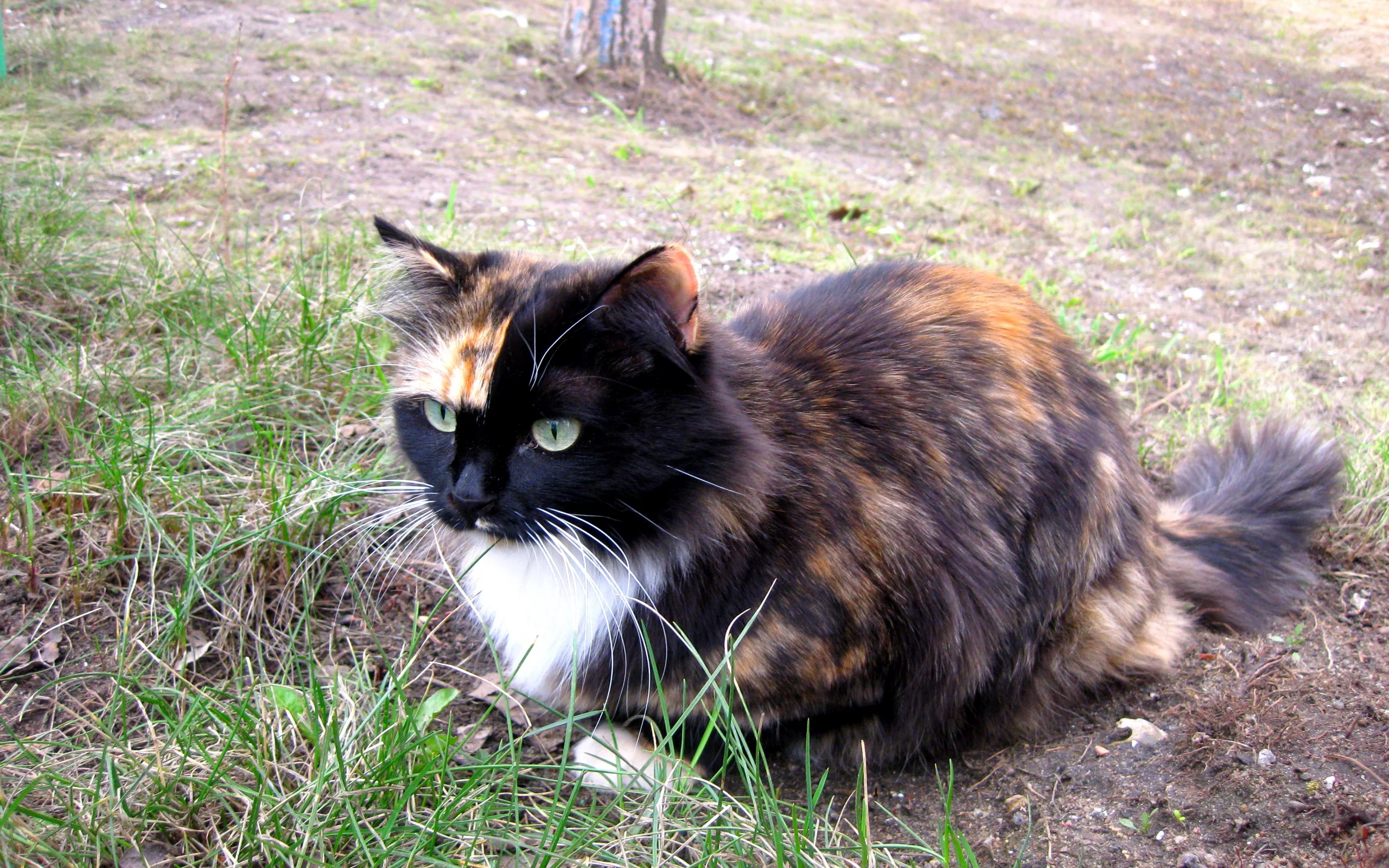 кошка, красавица