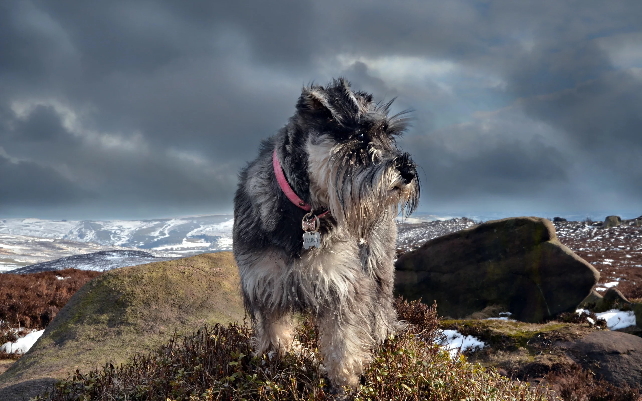 schnauzer, природа, собака