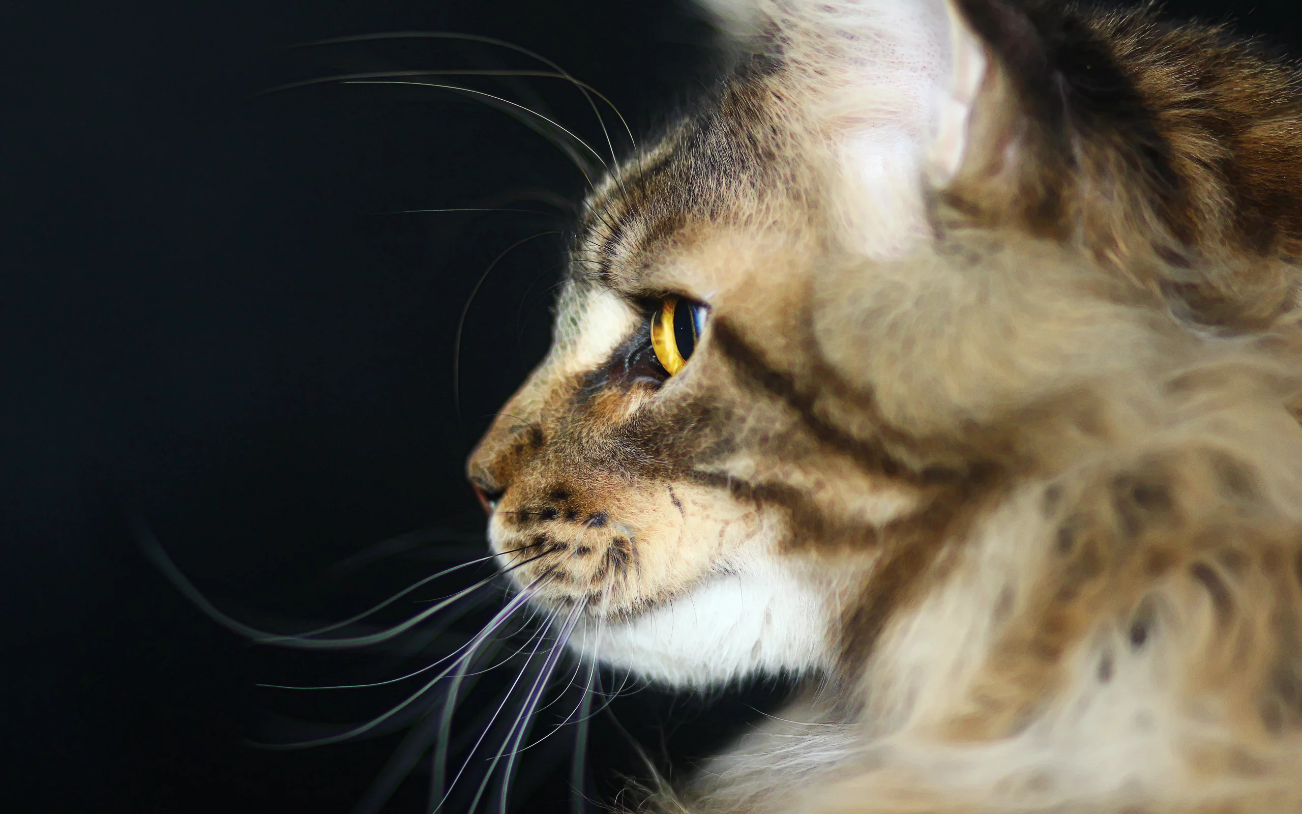 хищник, котик, мейн-кун, кот
