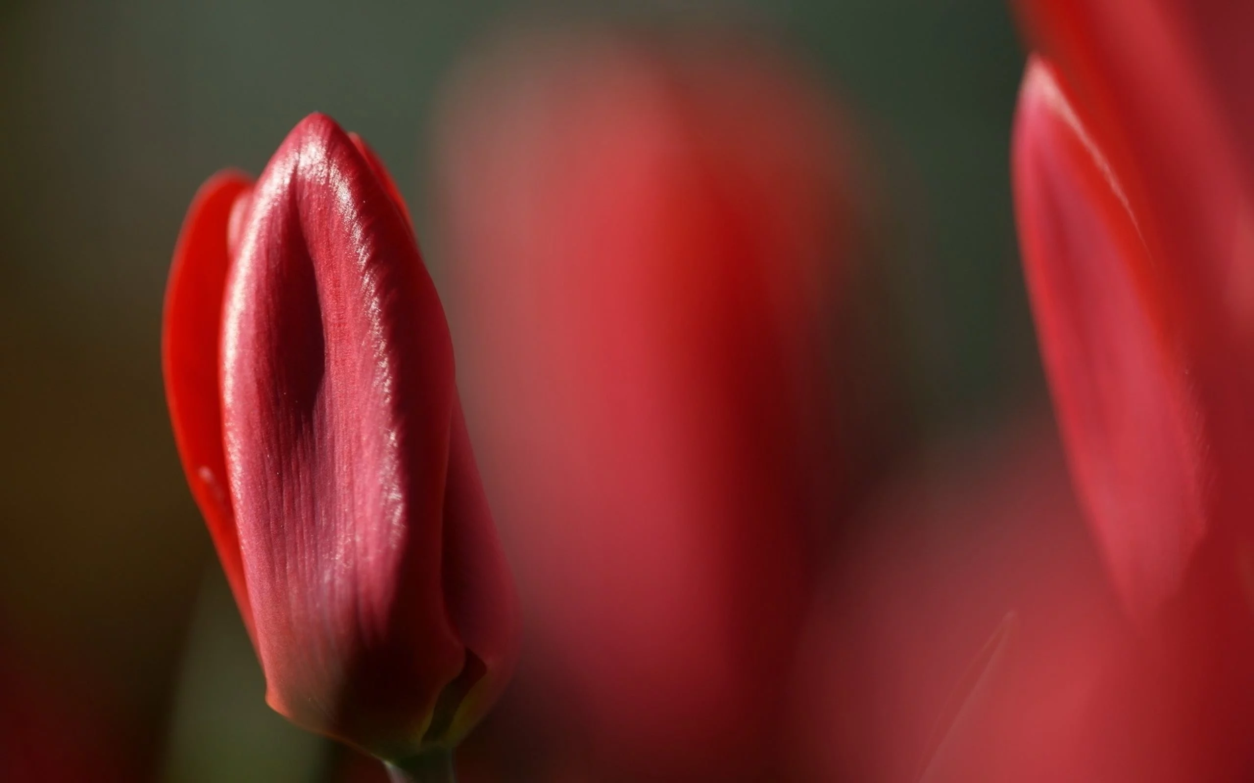 тюльпаны, цветы, природа, tulips, flower, nature, red, красные