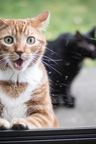 удивление, рыжий кот, стекло